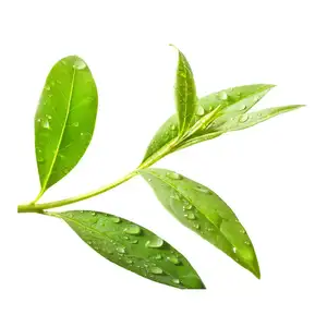 OEM/ ODM批发有机茶树精油供应商痤疮疤痕化妆品用途