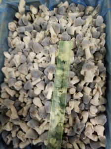 Champignons en bâtonnets surgelés de haute qualité du Vietnam IQF 2023 - Product Image 2