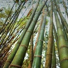 เสาไม้ไผ่ที่เป็นมิตร/รั้วไม้ไผ่ดิบ - Product Image 5