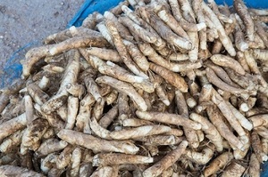 Arrowroot สดขายส่งใน2023จำนวนมาก - Product Image 6