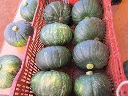 Calabaza fresca de la mejor calidad, calabaza fresca vietnamita - Product Image 5