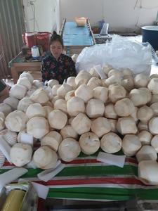 Noix de coco en forme de diamant/jeune noix de coco fraîche vietnamien/Ms: vacances - Product Image 2