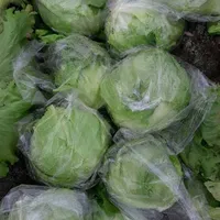 高品質の新鮮な氷山、グレードA、エジプトからの新鮮な葉の野菜/高品質のレタス