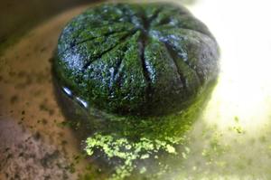 FEUILLE DE MANIOC FRAIS CONGELÉ-FORME HACHÉE-Mr. Pierre Luu - Product Image 3