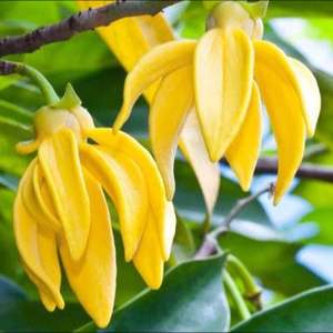 Aceite esencial de Cananga (Ylang) 100% puro y natural, aceite de aromaterapia sin diluir para la piel, el cabello y la relajación, al por mayor - Product Image 4