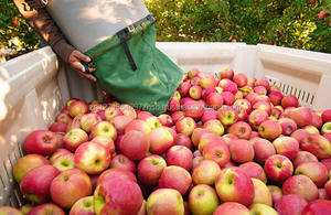 Manzanas Fuji Frescas - 100% Naturales, Dulzura Natural, Disponibles a Buenos Precios - Product Image 2