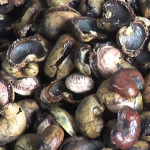 Cáscara de Anacardo de la Mejor Calidad en Vietnam - Product Image 1