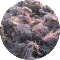 Сушеные водоросли GRACILARIA Цельный/измельчитель/порошок