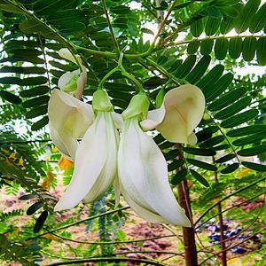 Sesbania Grandiflora/ Flor de Sesbania Grandiflora FESTIVIDAD - Product Image 6