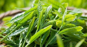 Té verde seco - Product Image 4