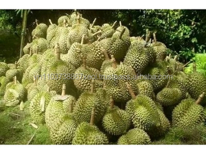 Importador de carne de durián IQF en 2020 - Product Image 5