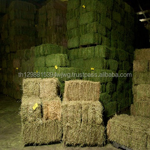 อัลฟัลฟ่าเฮย์/ ทิโมธี Alfafa Hay / Rhode Hay จากซัพพลายเออร์ที่ดีที่สุด - Product Image 2