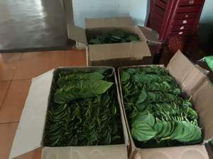 สินค้าที่ดีที่สุดใบพลูสด100% จากเวียดนามด้วยราคาที่แข่งขันได้และมาตรฐานการส่งออกที่มีคุณภาพสูงในปี2022 - Product Image 6