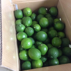 <strong>Lime</strong>/green <strong>Lime</strong>/seedless <strong>Lime</strong> Vietnam Product - Product Image 3