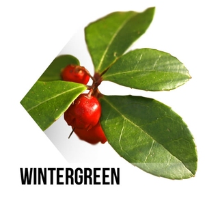 Huile essentielle de wintergreen pure de haute qualité de fournisseurs indiens - Product Image 3
