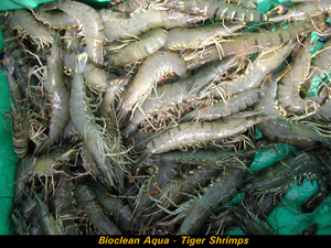 Agua de probióticos para la producción de alta calidad larvas de - Product Image 4