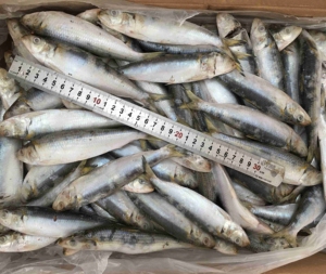 Pescado de sardina congelado al mejor precio - Product Image 1