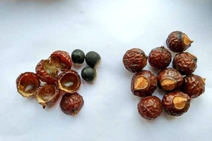 Noix de savon de qualité supérieure au Viet Nam - Product Image 3