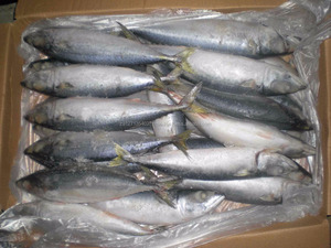 Empaquetado al vacío IQF Orgánico Bajo en sodio de pescado salmón fresco congelado de fábrica 400-600g - Product Image 2