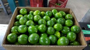 CITRONS ET CITRONS VERTS FRAIS - Product Image 5