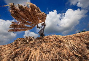 Bangladesh 100% Yute Fiver Raw Pattern Producto de fibra de yute-Tossa Yute Fiver - Product Image 4