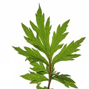 Aceite Esencial de Davana 100% Puro, Aceite de Aromaterapia Natural, Exportación a Granel, Cosmético Orgánico para el Cuidado de la Piel, Hierbas Janvi Destiladas al Vapor - Product Image 6