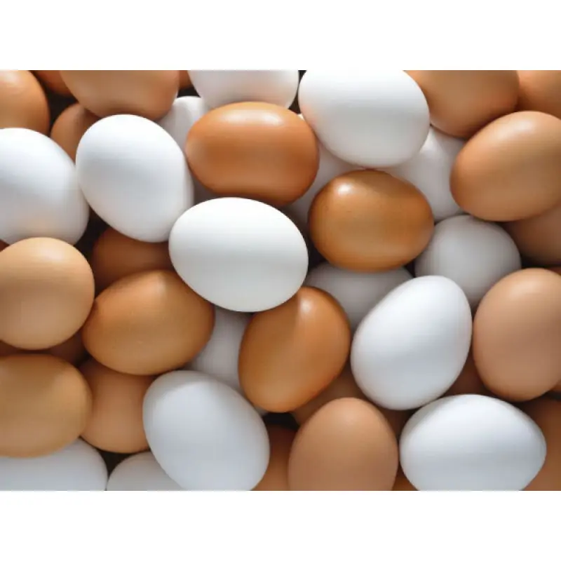بيضة دجاج بيض الدجاج الطازج سعر جيد جودة عالية