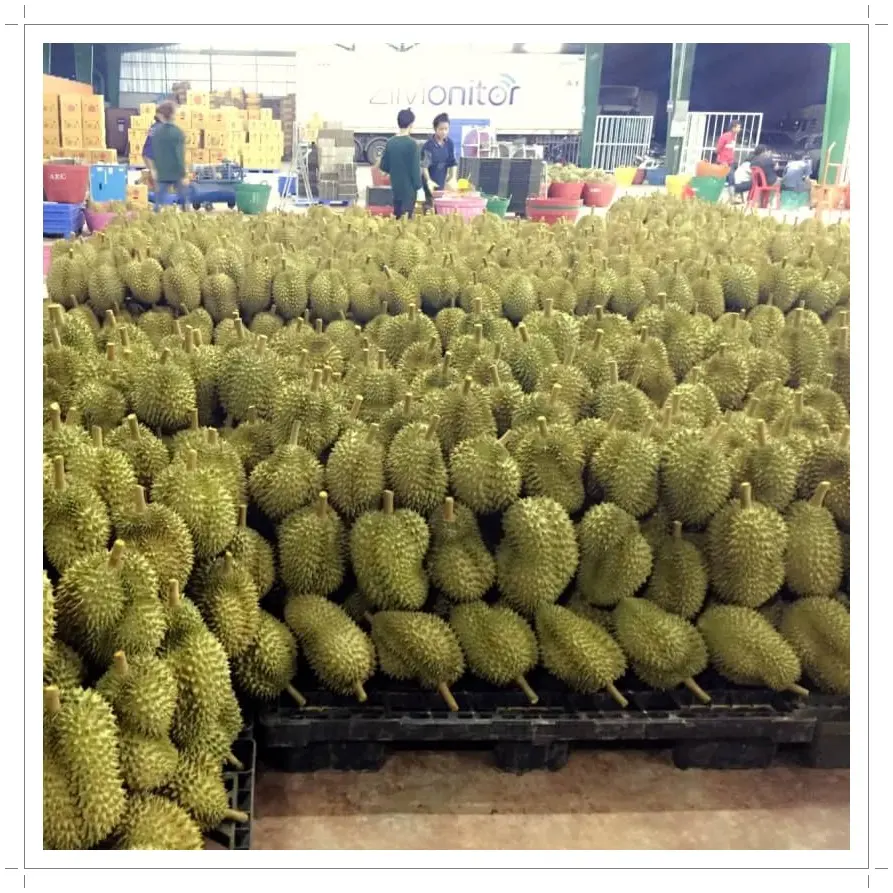 Новый Урожай 2021 свежий дуриан из Таиланда качество A и B, свежие дуриан фрукты для продажи