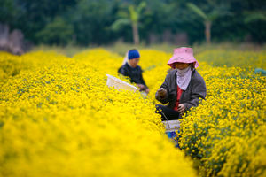 FLEUR DE MARGUERITE SÉCHÉE/FLEUR DE CHRYSANTHEMUM - Product Image 3