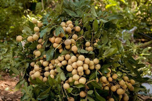 ลุงตองสด / ลุงตองอาริลัส - Product Image 3