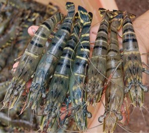 CREVETTES SÉCHÉES avec le prix concurrentiel - Product Image 1