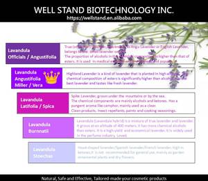 Höchste Qualität Bulgarien Hochwertiges ätherisches Lavendelaromatherapie-Öl 100% reines dampf destilliertes Haut-Revit alizer Nou rishing - Product Image 3