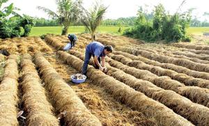 HIGH QUALITY FRESH STRAW <b>MUSHROOM</b> - Product Image 6