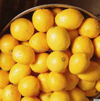 Citron vert frais biologique de qualité supérieure, sans pépins, au goût acidulé, de qualité premium, en provenance d'Afrique du Sud, en gros