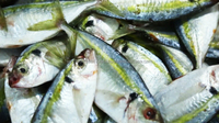 Trevally/Selaroides à rayures jaunes séché 100 grammes