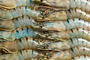 Alimentos para animales Grado Vannamei Camarón Probióticos Tipo de conservante Suplemento nutricional Aditivos en polvo - Product Image 5