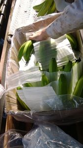 Bananas frescas al por mayor en caja de cartón de vacaciones - Product Image 5