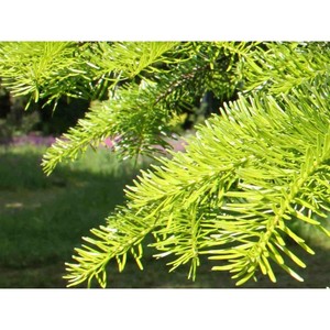 Diffuseurs d'huiles essentielles d'aromathérapie de qualité supérieure huile d'aiguille de sapin de Sibérie naturelle pure pour le massage soins de la peau marque privée en vrac - Product Image 3