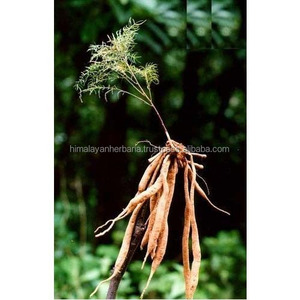 Polvo Blanco de Raíz de Espárrago Racemoso (Shatavari), Sitawar, Jad Safed, Satamuli, Hierbas Crudas, Extracto de Planta, Hormonal Reproductivo, SPM - Product Image 1