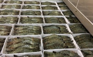 Camarones Vannamei sin Cabeza, Frescos y Congelados, 24 Meses de Vida Útil, Empaquetado en Caja, en Venta - Product Image 2