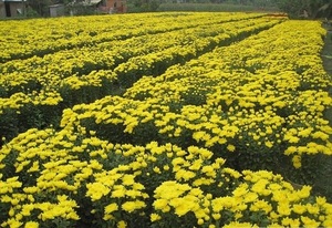 Hierbas secas Té de flores de crisantemo chino con olor natural en 2024 - Product Image 3