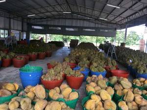 Fresh Musang King Durian / FRESH DURIAN RI6/ Fresh Durian Mejor Precio 100% Durian Natural Para Exportación - Product Image 5