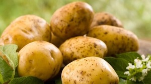 2018 Fournisseurs de pommes de terre fraîches de haute qualité au Vietnam 2020 - Product Image 5