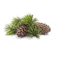 Huile Essentielle de Cèdre 100% Pure (Cedrus Deodara) Certifiée GMP Distillée à la Vapeur avec Ingrédient Arbre à Thé Fournisseur OEM/ODM Inde - Product Image 4