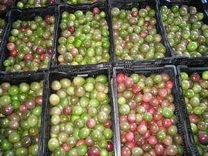 2023 New Crop Fresh Passion Fruits de Vietnam Sabor dulce de alta calidad Precio muy competitivo para aplicación de alimentos - Product Image 4