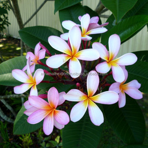 น้ำมันหอมระเหยกลิ่นกุหลาบแดงเกรดบำบัดบริสุทธิ์แบบ100% - Product Image 4