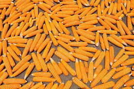 Maïs sec non glutineux AD, origine Bangladesh, CTC - Product Image 3