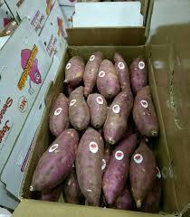 Venta al por Mayor de Camote de Vietnam - Marca Viet Delta, MOQ de 1000 kg, Vida Útil de 3-4 Meses - Product Image 6