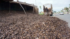 Carcasa de anacardo, superventas, residuos - Product Image 4