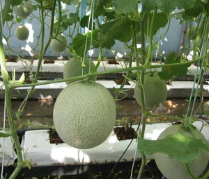 Sacs de culture en fibre de coco-Sacs de culture en plastique - Product Image 3